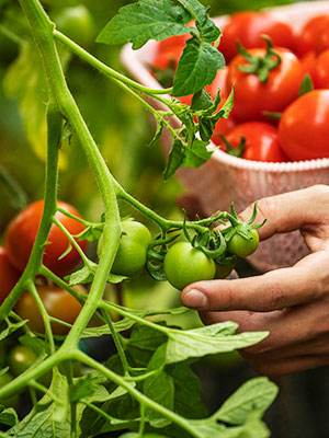 tomato plants bearing green and red tomatoes